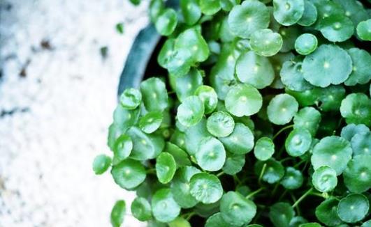 銅錢草可愛易養 家庭養花教你輕松養好銅錢草