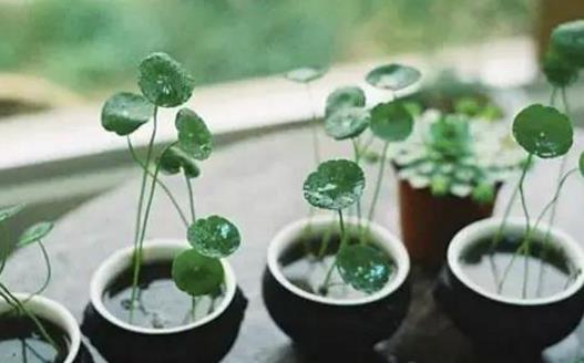 銅錢草可愛易養 家庭養花教你輕松養好銅錢草