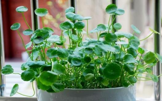 銅錢草可愛易養 家庭養花教你輕松養好銅錢草