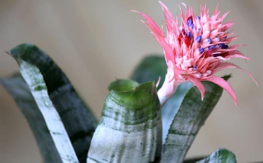 家庭養花:適合家庭養的耐陰植物總有一款適合你