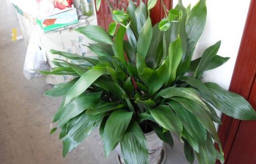 家庭養花:適合家庭養的耐陰植物總有一款適合你