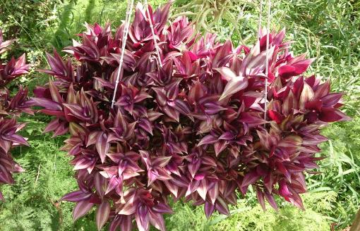 家庭養花:適合家庭養的耐陰植物總有一款適合你