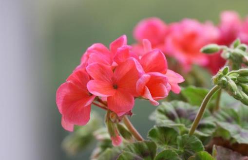 不適合在室內種植的植物 人碰觸撫摸它們會過敏