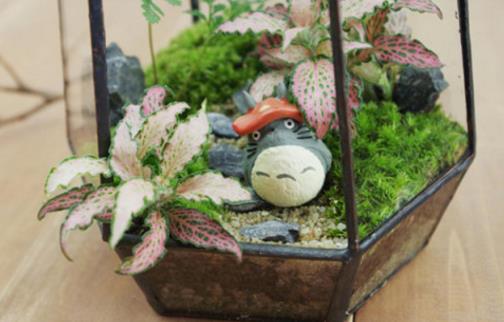 苔蘚微景觀該如何養護