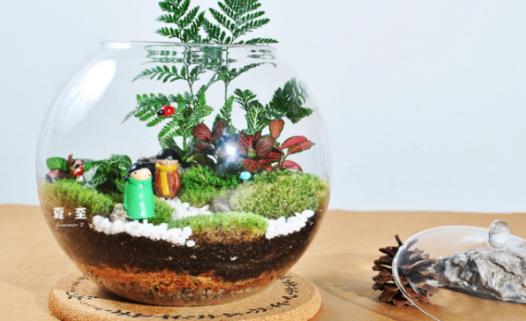 苔蘚微景觀該如何養護