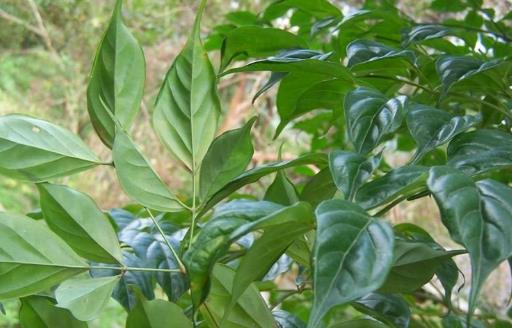 家庭養花:幸福樹的冬季養護