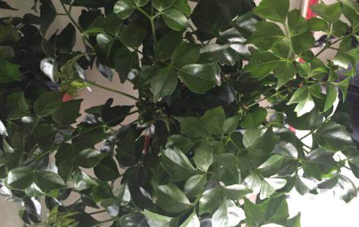 家庭養花:幸福樹的冬季養護