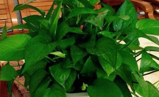 大蒜不只用來調料 大蒜養花促進發芽殺死蚜蟲