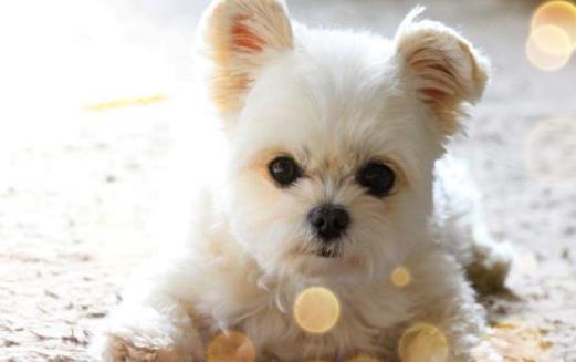 上班族照顧自己的狗狗寶貝妙招 上班族養狗知識匯總