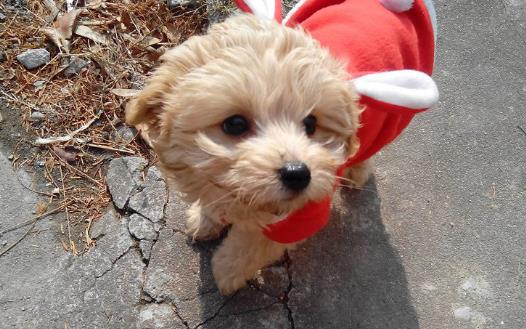 上班族照顧自己的狗狗寶貝妙招 上班族養狗知識匯總