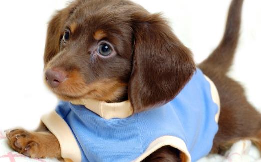 狗狗不可食用的食物 初養幼犬須知