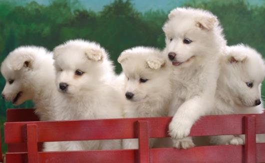 狗狗不可食用的食物 初養幼犬須知