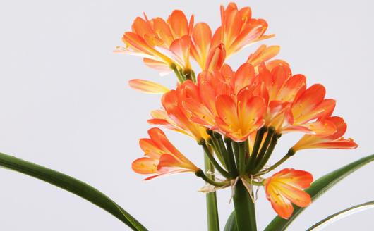 學花市選花技巧 助家庭養花