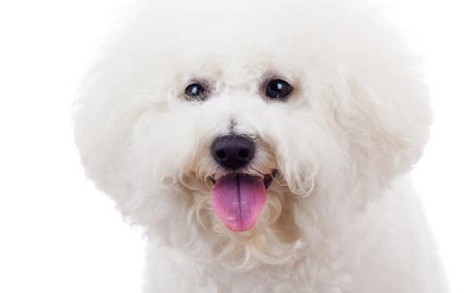 家庭常備寵物藥箱 給狗狗喂藥的小技巧