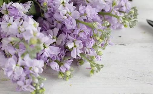 將紫羅蘭栽培到家中 紫羅蘭的養殖方法