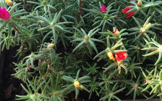 植物栽種之前給土壤進行消毒 家庭養花土壤消毒的方法