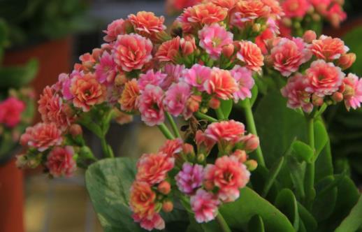 在家想養(yǎng)花就選這3種 開花長達(dá)100天