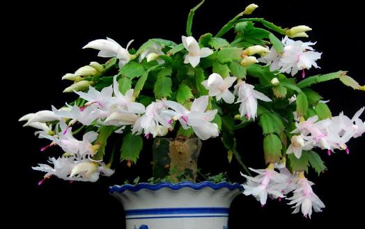 在家想養(yǎng)花就選這3種 開花長達(dá)100天