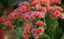 ?在家想養花就選這3種 開花長達100天