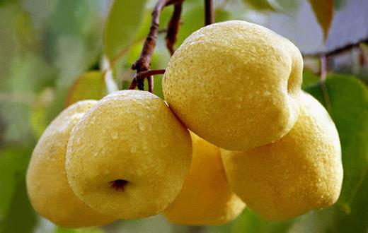 一天一蘋果醫生遠離我 水果營養價值排名