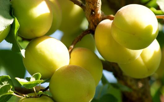 一天一蘋果醫生遠離我 水果營養價值排名