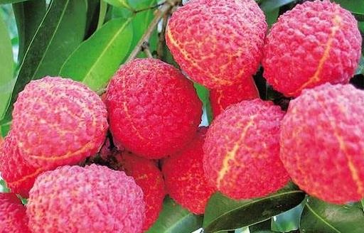 荔枝的營養價值與保健功能 挑選優質荔枝的方法