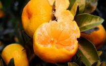 柑橘的營養及藥用價值 挑選甜甜柑橘的方法