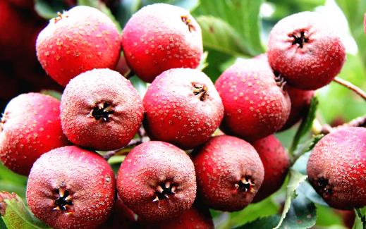 引起乳腺癌的危險因素 女性吃5種水果預防乳癌