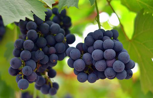 水果中的溶栓之王，顏色越深越好！不知道這三點就白吃了 