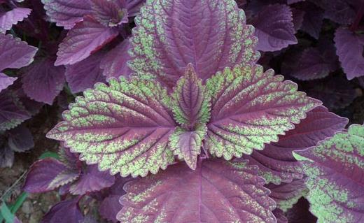 春天養(yǎng)生宜注重升陽疏肝和醒脾 香字輩食物來滿足