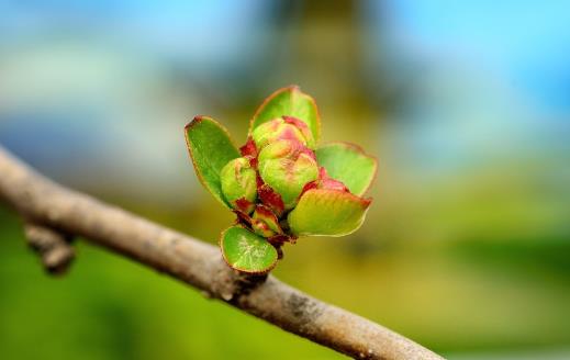 春季養(yǎng)肝護肝好時機 三大口訣教你春天養(yǎng)肝