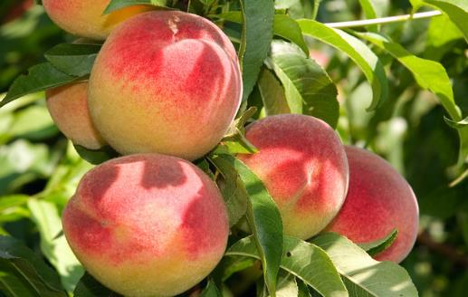 經常食用這十種水果美白祛除黃褐斑