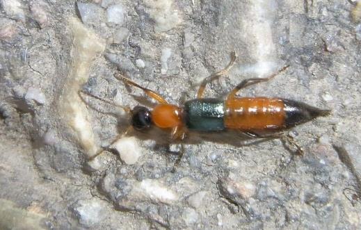 春天外出踏青要注意什么？這3件事一定要做好