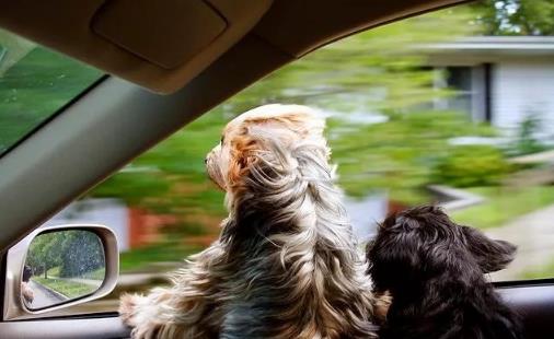 如何帶狗坐車 訓練狗不暈車方法