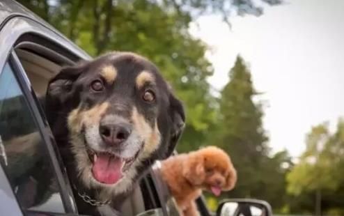 如何帶狗坐車 訓練狗不暈車方法