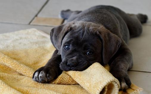 不要有這4個習慣，傷害狗狗身體的同時，還可能縮短它們生