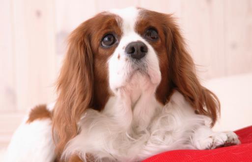 種必不可少的水果，對于貓咪來說，水果攝入同樣特別重要