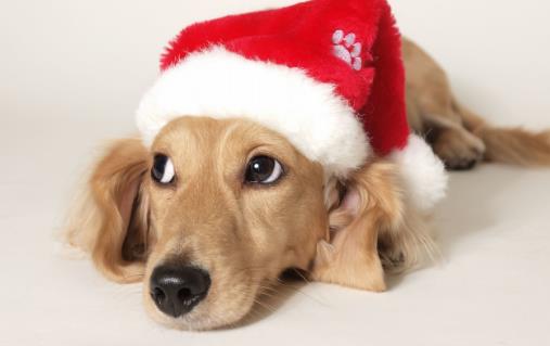 種必不可少的水果，對于貓咪來說，水果攝入同樣特別重要