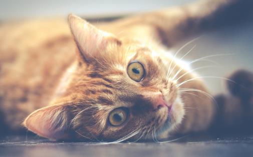 經常讓貓咪誤會的幾個動作，寵主經常做，卻不知這樣很傷