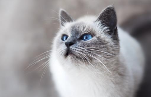 經常讓貓咪誤會的幾個動作，寵主經常做，卻不知這樣很傷