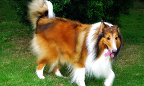 不同的狗狗品種,匹配不同的鏟屎官,性格相同才最合適