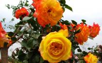 ?油煙機的廢油也是養花好肥料 好用的養花竅門盤點