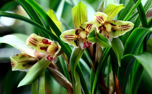 溫度高,蘭花“問題”多,葉子“干尖”怎么辦,這5點(diǎn)要做