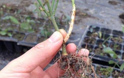 生根劑不用買,水里撒點它們,多蔫的枝條,插個根就能活