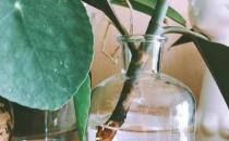 ?生根劑不用買 學會這些多蔫的枝條插個根就能活