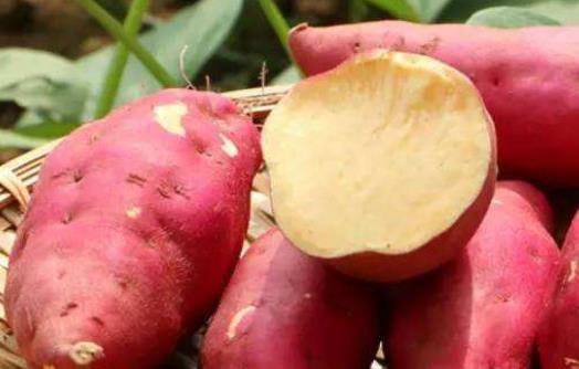 保護眼睛從食療著手 對眼睛好的食物大全