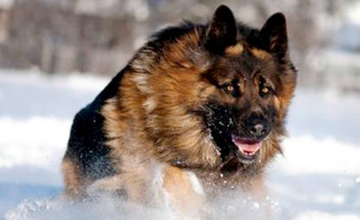 分享 更多 猛犬中的4種“假貨”,只是看著威武,實際上