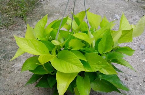 哪種花最好養?6種花,耐干旱、好養活,開花還美艷