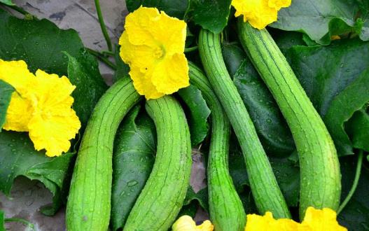 絲瓜的功效與作用 絲瓜的常見吃法