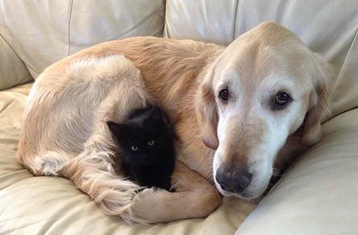 貓狗一起養(yǎng)的幾大好處,鏟屎官都懂,可就是花費(fèi)太大了!